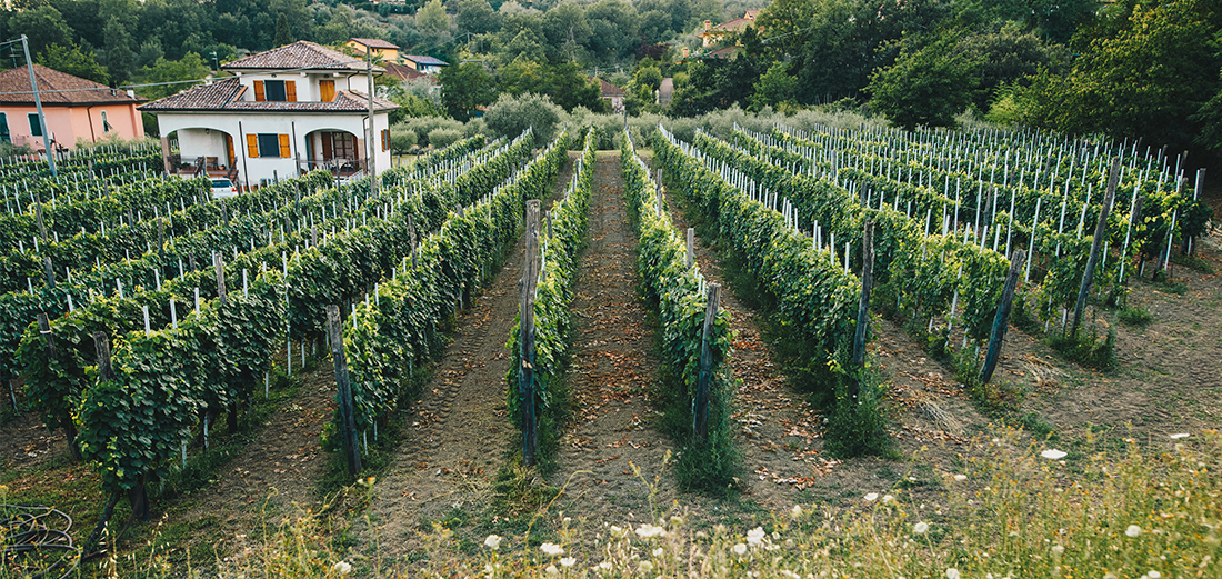 Vigneti Azienda Agricola Fratelli Giannarelli